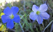 27 E fiori di lino.